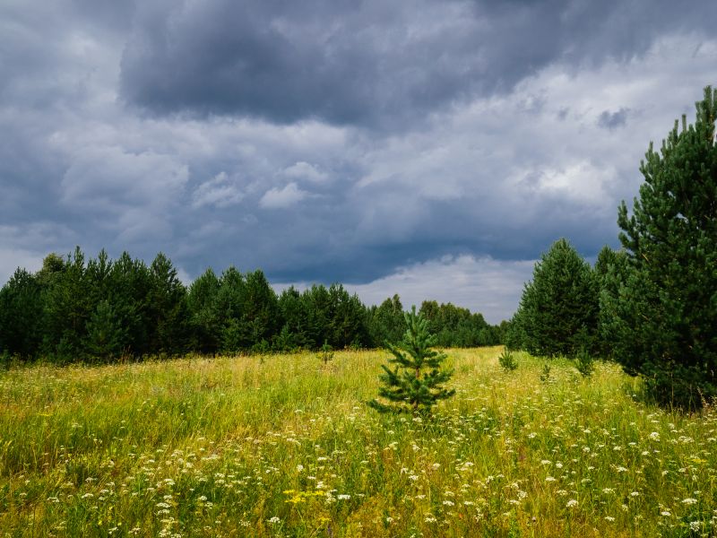 Lot and Land Clearing